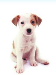 pic for Jack Russell
